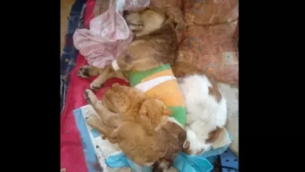 Կատուները եկել են տաքացնելու տականքի կողմից դաժան վերաբերմունքի արժանացած շանը