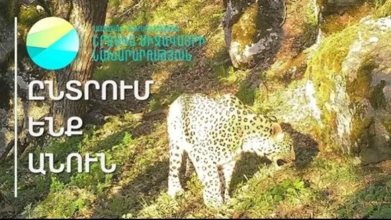 Ընտրում ենք անուն՝ ընձառյուծի համար.  նախարարությունը դիմում է քաղաքացիներին