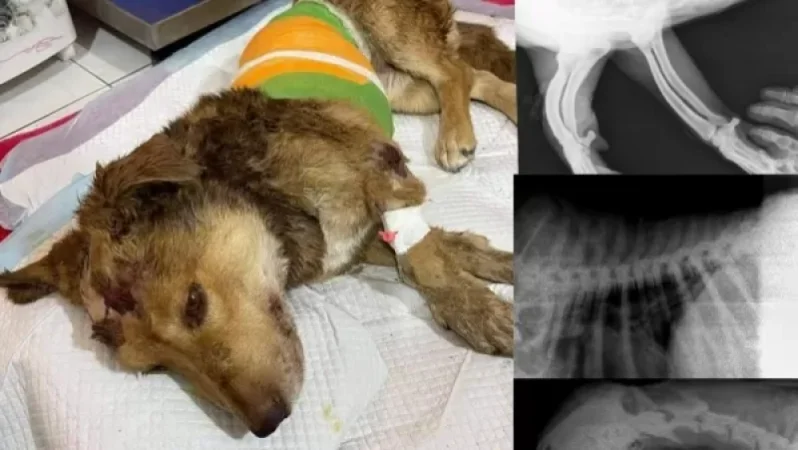 Հրազդանում խոշտանգված շան ապրելու հույսը գնալով մեծանում է