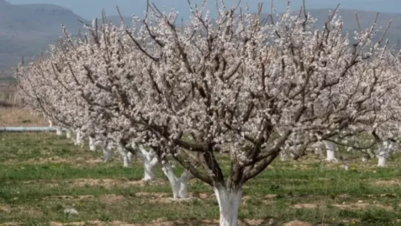 Ցրտեր են մոտենում. ծաղկած ծիրանենիների այգիներում պետք է կանխարգելիչ միջոցառումներ անել