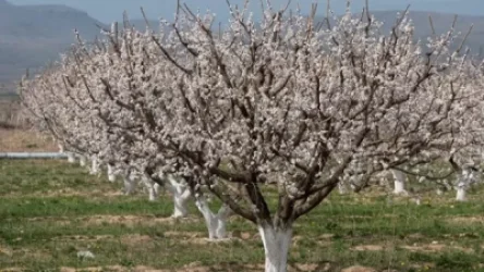 Ցրտեր են մոտենում. ծաղկած ծիրանենիների այգիներում պետք է կանխարգելիչ միջոցառումներ անել