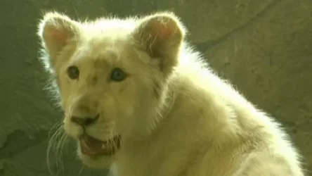 ՏԵՍԱՆՅՈՒԹ. Երևանի կենդանաբանական այգին նոր բնակիչ ունի