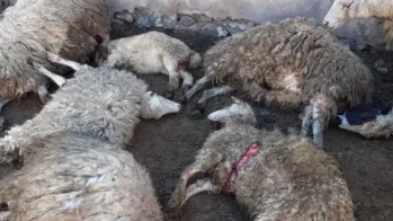Գայլերը Նորակերտի բնակչի անասնապահական տնտեսությանը պատճառել են շուրջ 5 մլն դրամի վնաս