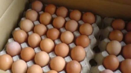 Ձվի գինը կիջնի. ՏՄՊՊՀ նախագահ