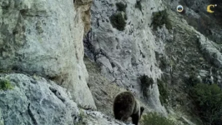 ՏԵՍԱՆՅՈՒԹ. Տարբեր մասնավոր տարածքներում շարունակում են բանտարկված մնալ ավելի քան 10 կարմիրգրքյան արջեր