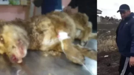 Կոչ եմ անում այն անձանց ով տեղյակ է տվյալ երկոտանու կողմից այլ կենդանիների խեղելու վերաբերյալ  չվախենան նրա որդու կողմից հնչեցված սպառնալիքներից և բարձրաձայնեն