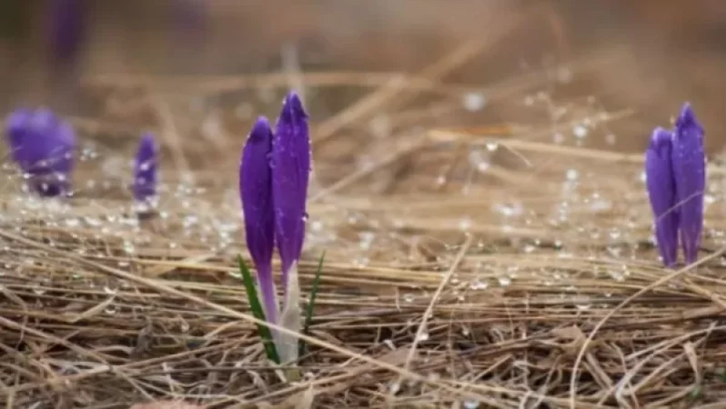 Տեղումները մի քանի օր դադար կվերցնեն. եղանակի տեսություն