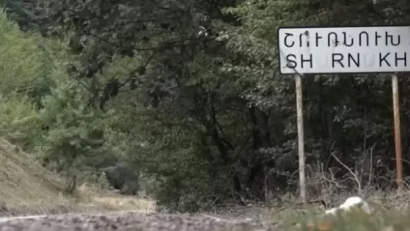 Ադրբեջանցիները գողացել են շուռնուխցու 13 մայր կովերն ու քշել ադրբեջանական գյուղ