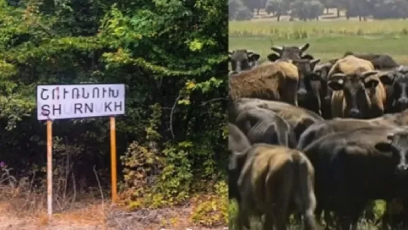 Շուռնուխցու որդին, ում կովերն ադբեջանցիները գողացել են, ռուս խաղաղապահների հետ գնացել ու պահանջել է վերադարձնել անասունները