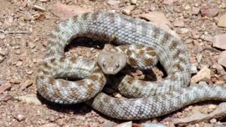 Գյուրզա, սահնօձ, շահմար և իժ. նկատված օձերի վերաբերյալ ահազանգերը շատ են