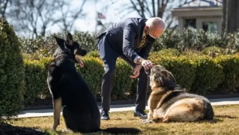 Բայդենի շունը Սպիտակ տան մոտակայքում կրկին մարդու է կծել