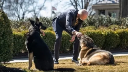Բայդենի շունը Սպիտակ տան մոտակայքում կրկին մարդու է կծել