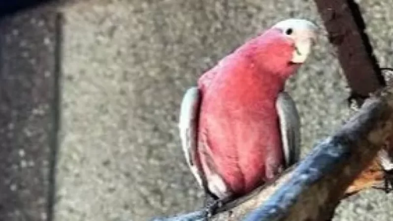 9 ամիս առաջ Կենդանաբանական այգուց անհետացած վարդագույն կակադու թութակը գտնվել է