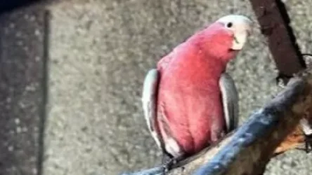 9 ամիս առաջ Կենդանաբանական այգուց անհետացած վարդագույն կակադու թութակը գտնվել է