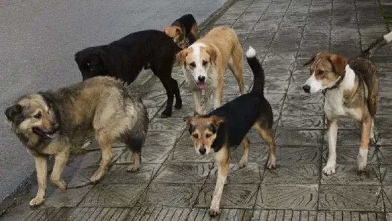 Գյումրիում թափառող  6-7 շուն հաձակվել են 2.5 տարեկան երեխայի վրա. երեխան բազմաթիվ վնասվածքներ ունի