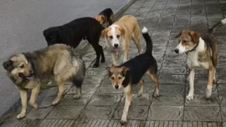 Գյումրիում թափառող  6-7 շուն հաձակվել են 2.5 տարեկան երեխայի վրա. երեխան բազմաթիվ վնասվածքներ ունի