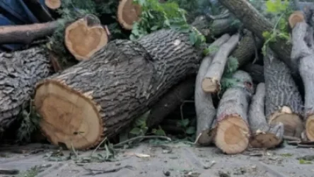 Ստեփանավանի ոստիկաններն ապօրինի ծառահատման դեպք են բացահայտել