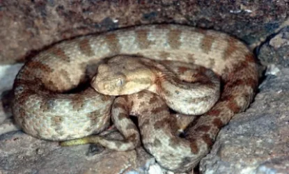 Գյուրզա է հայտնաբերվել Նոր Խարբերդի տներից մեկի մոտ