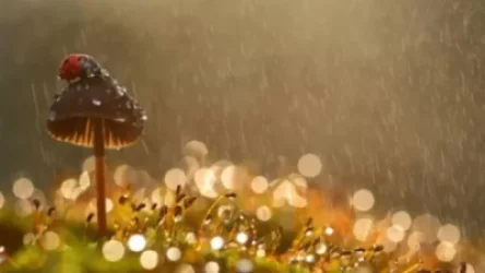 Սպասվում է կարճատև անձրև ու ամպրոպ. եղանակի տեսություն