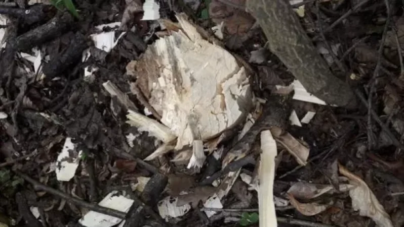 Six Sycamores Cut Down in Dsegh Forests: Environmental and Subsoil Inspection Body