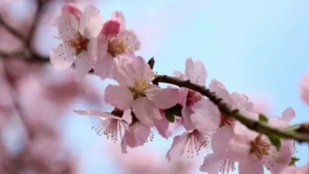 Սյունիքում ջերմաստիճանը կհասնի +32–ի, Երևանում` +29–ի. եղանակի տեսություն