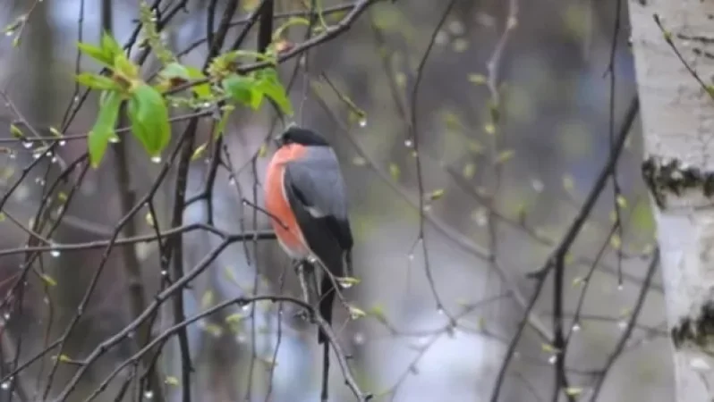 Մինչև ապրիլի 10-ը ջերմաստիճանը 8-9 աստիճանով կբարձրանա, Սյունիքում կհասնի +32 աստիճանի