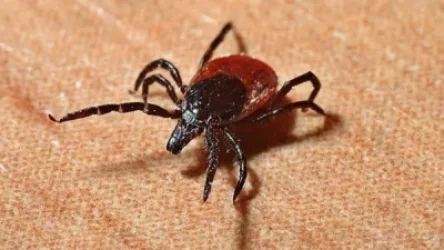 Ու կրկին Չինաստան. այս երկրում տզերի խայթոցների միջոցով մահացու նոր վիրուս է տարածվում. Globaltimes