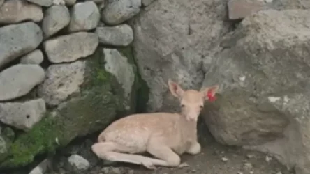 ՏԵՍԱՆՅՈՒԹ. Կենդանաբանական այգում ծնվել է Ալիսան