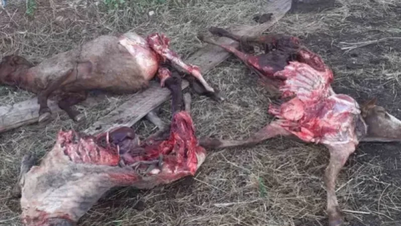 Ամասիայում գիշերը գայլերը ոչխարներ են հոշոտել