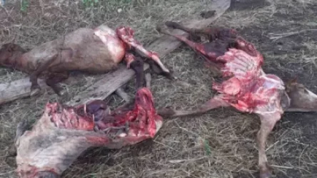 Ամասիայում գիշերը գայլերը ոչխարներ են հոշոտել