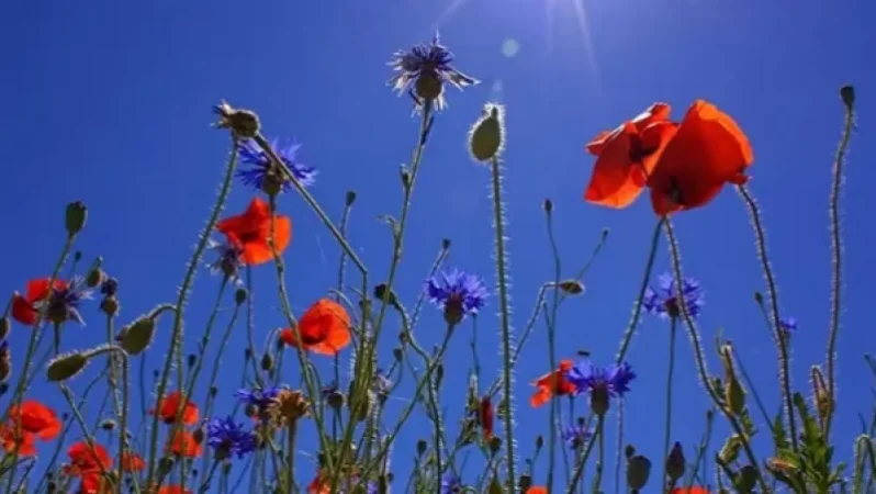 Ապրիլի 8-ին ամառային շոգ կլինի. եղանակի տեսություն