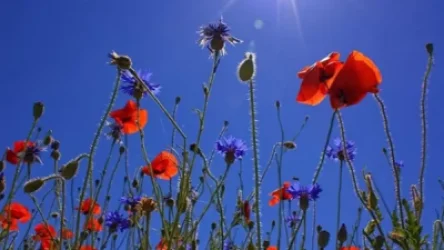 Ապրիլի 8-ին ամառային շոգ կլինի. եղանակի տեսություն