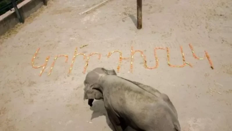 Երևանի կենդանաբանական այգու փղիկը միացել է դիմակներ կրելու հորդորին