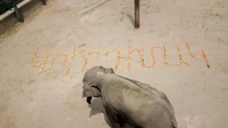 Երևանի կենդանաբանական այգու փղիկը միացել է դիմակներ կրելու հորդորին