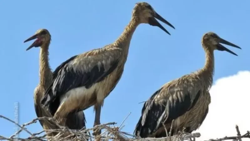 Առաջիկա օրերին կփորձենք հասկանալ՝ որն է թռչունների աղտոտման պատճառը. Վարդան Մելիքյան