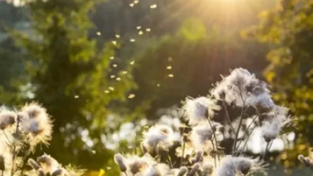 Սպասվում է կարճատև անձրև և ամպրոպ. Օդի ջերմաստիճանը կբարձրանա