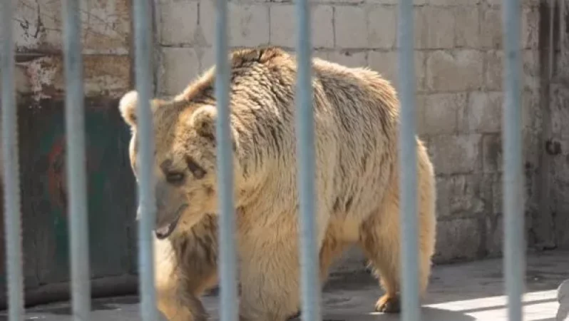 PHOTOS: 3 Bears Continue to Suffer at Sisian's Resort MJA – Daily Mail