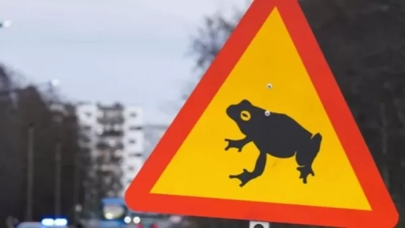 Estonia Closes Highway to Allow Safe Passage for Frogs and Toads