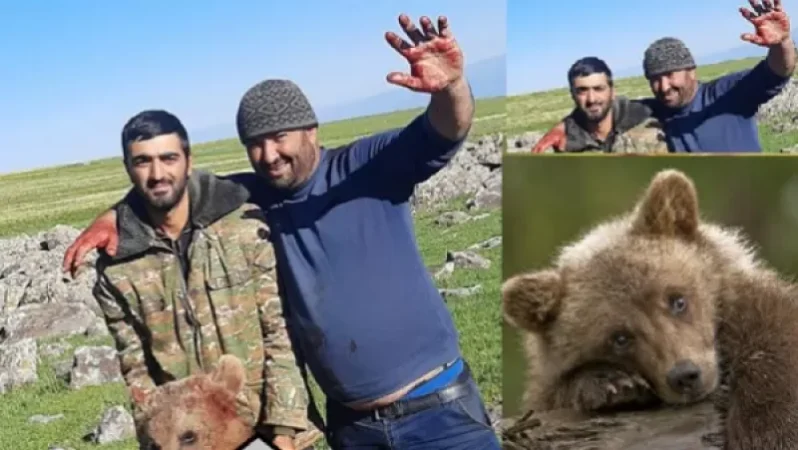 Արմավիրում արջի քոթոթի սպանության դեպքի առթիվ Շրջակա միջավայրի նախարարությունը դիմել է ոստիկանություն