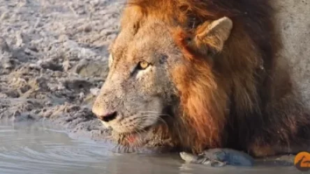 ՏԵՍԱՆՅՈՒԹ. Ինչպես է «անվախ» կրիան առյուծներին խանգարում ջուր խմել