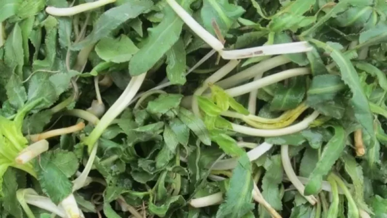 ԱՆ-ն հորդորում է զերծ մնալ անհայտ ծագման բուսատեսակների օգտագործումից