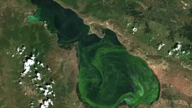 Մեծ Սևանի և Փոքր Սևանի հատվածներում դիտարկվում է կապտականաչ ջրիմուռների ակտիվություն