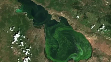 Մեծ Սևանի և Փոքր Սևանի հատվածներում դիտարկվում է կապտականաչ ջրիմուռների ակտիվություն