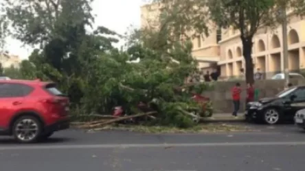Ուժեղ քամու հետևանքով հաստաբուն ծառն ընկել է ավտոմեքենայի վրա. Երևան