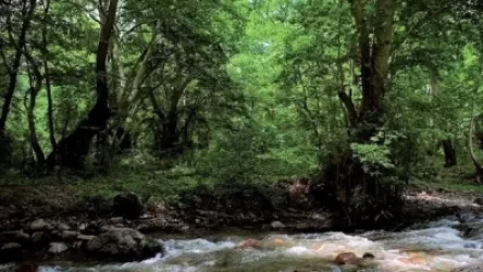 «Սոսիների պուրակ»-ի 64 հեկտարը Սյունիքում է, շարունակությունը՝ 110 հեկտար, Քաշաթաղի հատվածում էր, որը հանձնվեց թշնամուն․ Շիկահողի վարչական ղեկավար