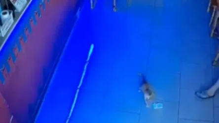 ՏԵՍԱՆՅՈՒԹ. Անապայում կատվի ձագը երկու անգամ գողացել է գարեջրատան դրամարկղի փողերը