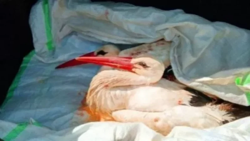 Վիրավոր արագիլները տեղափոխվել են վերականգնողական կենտրոն