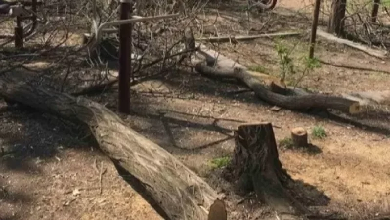 Բաղրամյան «79ա» հասցեում այսօր կրկին ծառահատումներ են եղել, ինչին ընդդիմանում են հարակից շենքերի բնակիչները. Հակոբ Կարապետյան