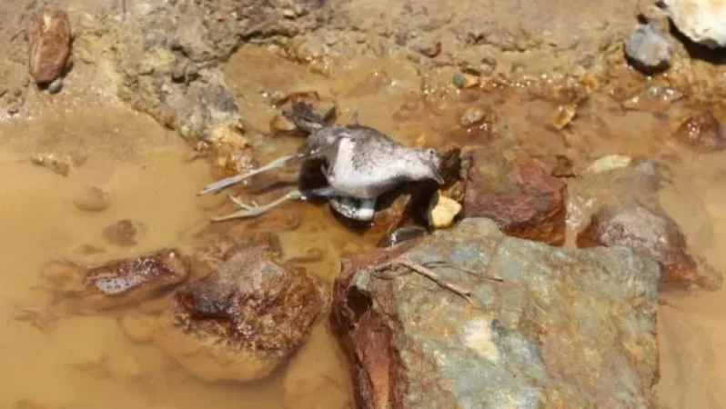 Արմանիսի հանքավայրի թթվային դրենաժի աղետի պատկերները. ՀԲՃ-ն լուսանկարներ է հրապարակել