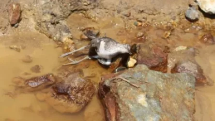 Արմանիսի հանքավայրի թթվային դրենաժի աղետի պատկերները. ՀԲՃ-ն լուսանկարներ է հրապարակել